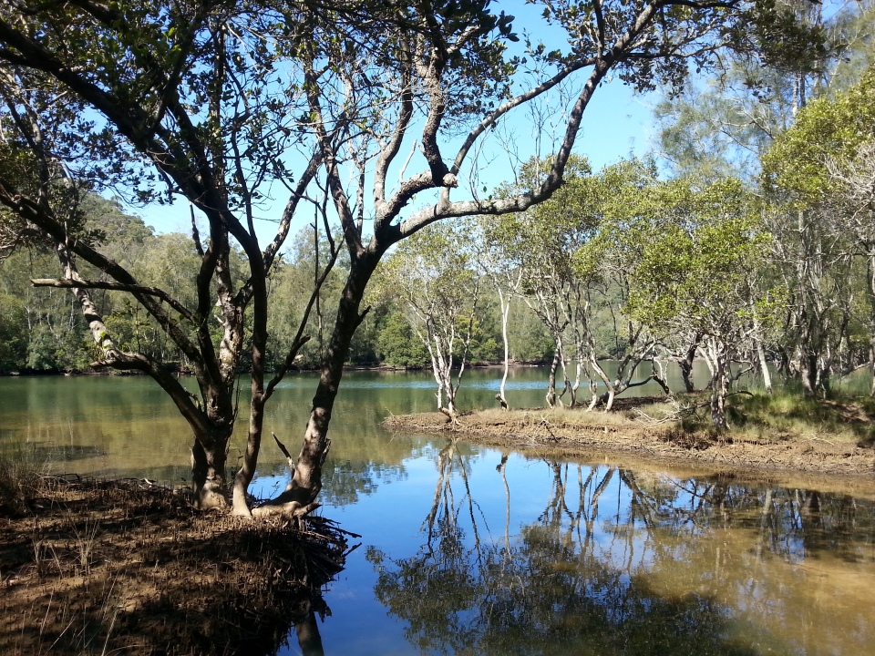 Killara mangroves